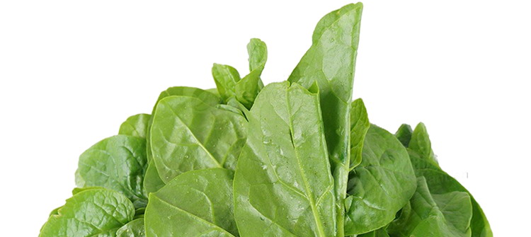 食全食美食全食美有机叶菜类规格图片
