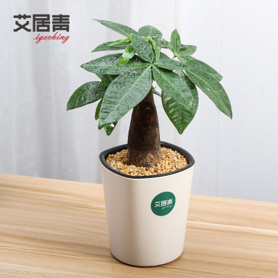 子花文竹绿植发财树植物盆栽花卉室内清香木驱