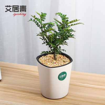 子花文竹绿植发财树植物盆栽花卉室内清香木驱