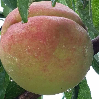 杞农优食 泰安地理标志肥城桃 莱山蜜 单果85-90果 约350g/个 6个礼盒